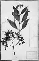 view M0001587: Photograph of a mounted plant specimen of Cinchona officinalis augustifolia: contains 12% quinine, from the herbarium of William Graham McIvor (1824-1876), dated 1877