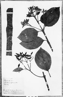 view M0001593: Photograph of a mounted plant specimen of Cinchona officinalis from the cinchona plantations in Ootacamund, Neilgherries dated 1910
