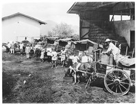 view M0001617: Photograph of a group of plantation workers and six horse-drawn used to transport cinchona bark to the station