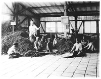 view M0001615: Photograph of a group of plantation workers inside a wooden building cleaning dried cinchona bark