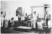 view M0001616: Photograph of a group of plantation workers packing cinchona bark