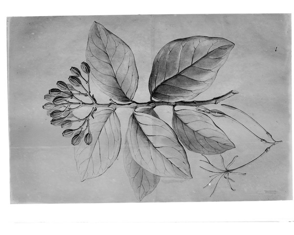 M0001401: Botanical illustration of Cinchona brachycarpa