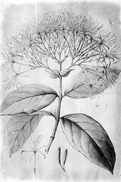 M0001398: Botanical illustration of Cinchona floribunda