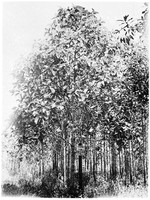 view M0001571: Photograph of a Cinchona succirubra plantation, Lembang, Java, originally taken by Professor A. Tschirch, 1888