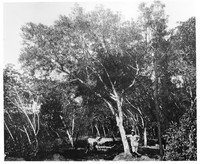 view M0001618: Photograph of a plantation worker leaning on the "famous" Cinchona ledgeriana grafted tree