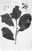 view M0001387: Reproduction of a type specimen of Cinchona micrantha