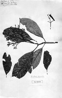 view M0001390: Reproduction of a type specimen of Cinchona stenocarpa