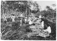 view M0001612: Photograph of plantation workers gathering bark from cinchona trees