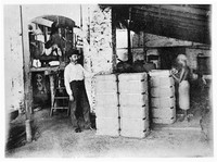 view M0001572: Photograph of factory workers collecting and baling Cinchona by hydraulic press, Ceylon