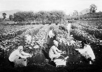 view M0001609: Photograph depicting female cinchona plantation workers grafting Cinchona ledgeriana on to Cinchona succirubra in a field