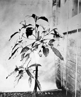 view M0001371: Reproduction of a photograph of Cinchona officinalis