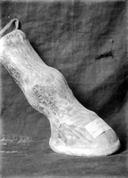 view M0001507: Photograph of a wax ex-voto of a horse's hoof with diseased leg