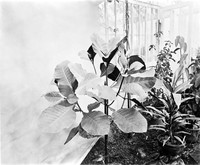 view M0001372: Reproduction of a photograph of Cinchona micrantha