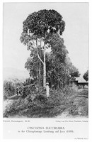 view M0001551: Photograph of Cinchona succirubra growing in the cinchona plantation, Lembang, Java, in 1889