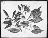 view M0001582: Photograph of a framed and mounted plant specimen of Cinchona officinalis var angustifolia