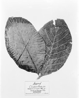 view M0001677: Photograph of a plant specimen of two leaves of Cinchona ledger anglica