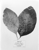 view M0001676: Photograph of a plant specimen of the leaves of Cinchona ledger anglica