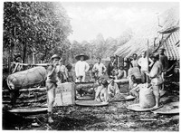 view M0001568: Photograph of plantation workers peeling, sorting, pressing and packing Cinchona succirubra bark in the plantation of Lembang, Central Java