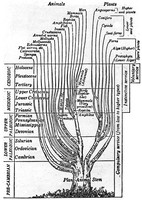 view M0001295: Line engraving of a "Plant-Animal Stem" through five geologic eras