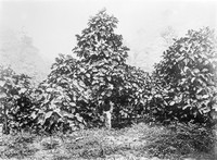 view M0001456: Reproduction of a photograph of Cinchona trees, Java, Indonesia