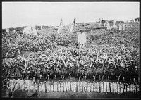 view M0001610: Photograph of cinchona plantation workers in one of the nurseries with grafts of Cinchona ledgeriana, five months after grafting