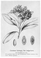 view M0001548: Botanical illustration of Cinchona calisaya, var. ledgeriana