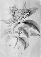 view M0001400: Botanical illustration of Cinchona hyoenanche globosa