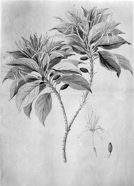 M0001402: Botanical illustration of Cinchona cariboca
