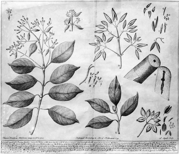 M0001395: Botanical illustration of Peruvian bark tree, 1739