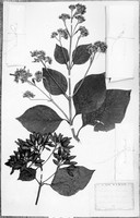 view M0001585: Photograph of a mounted plant specimen of Cinchona officinalis: variety Uritusinga, from the herbarium of William Graham McIvor (1824-1876), dated 1877