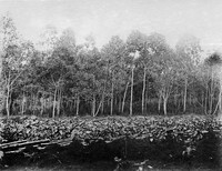 view M0001563: Photograph of the view of a plantation of Cinchona ledgeriana in Java, with a nursery for Cinchona succirubra seedlings in the foreground