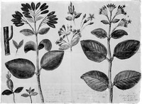 view M0001350: Reproduction of a botanical illustration of "Cinchona Peruviana" sent from José Celestino Mútis (1732-1808) to Carl Linnaeus (1707–1778) dated September 1764