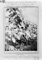 view M0001680: Photograph of Cinchona calisaya and Cinchona peruviana growing in the greenhouse of John Eliot Howard, Tottenham. Photographed by W[illiam] Dillworth Howard