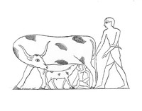 view M0001883: Book illustration depicting a child and calf drinking milk from a cow