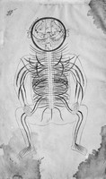 view M0002678: Anatomical illustration showing the human nervous system from <i>Tashrih-i Mansuri</i>