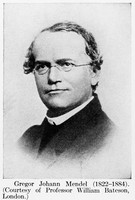 view M0002351: Portrait of Gregor Johann Mendel (1822-1884), monk  /  M0002352: Portrait of Paul Ehrlich (1854-1915), physician and scientist.