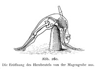 view M0003728: Opening of the fibrous sac through the gastrointestinal pit