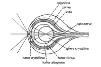 view M0004571: Optical diagram of the eye