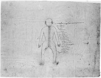 view M0004286: Anatomical chart showing the back of a male figure