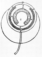 view M0004574: Optical diagram of the eye