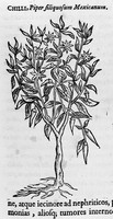 view M0004462: Piper filiquosum Mexicanum (Chilli)