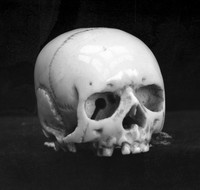 view M0004070: Two Netsuke skulls in ivory, Japan