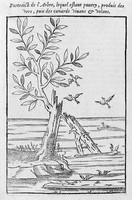 view M0005639: Birds generating from rotting wood, woodcut