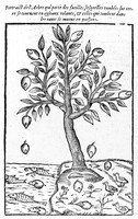 view M0005642: Trees that generate both fishes and birds, woodcut