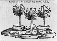 view M0005638: Illustration of a plant from <i>Histoire Admirable des Plantes</i>, 1605