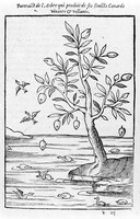 view M0005641: Trees with leaves in the form of shells from which fly birds, woodcut