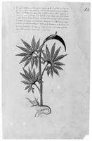 view M0005418: Aruni (dragon plant) from <i>Erbario Medicinale</i>, 15th century