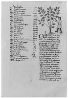 view M0005420: Balsam tree, from <i>Livre des simples medecines</i>, c.1470