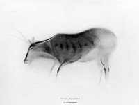 view M0004845: Drawing of a deer, from Font-de-Gaume