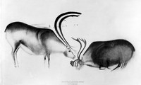 view M0004847: Drawing of two large reindeer, from Font-de-Gaume